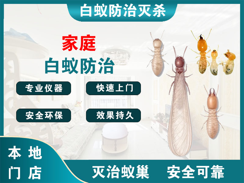镇海区家庭白蚁防治
