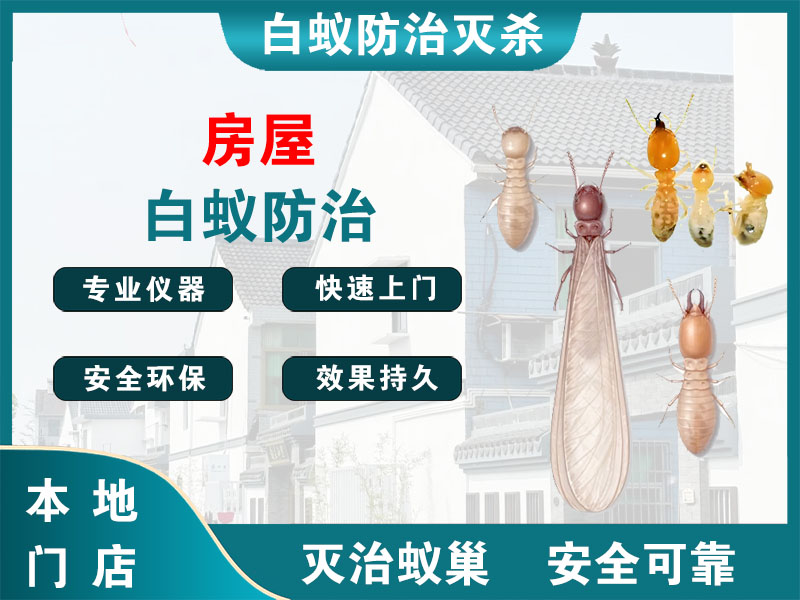 镇海区房屋白蚁防治